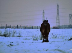  Animaux Boulonnais