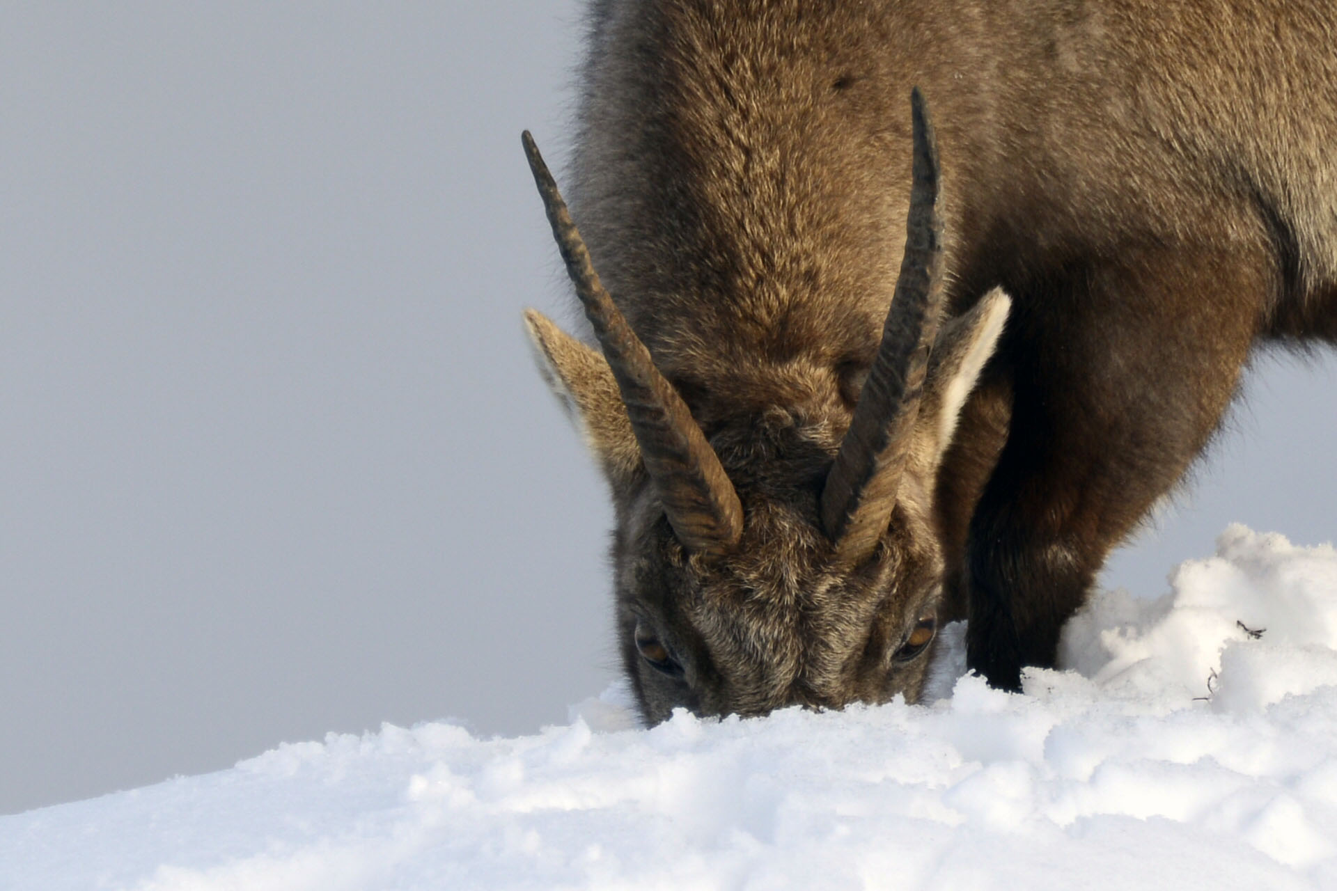 Wallpapers Animals Ibex 