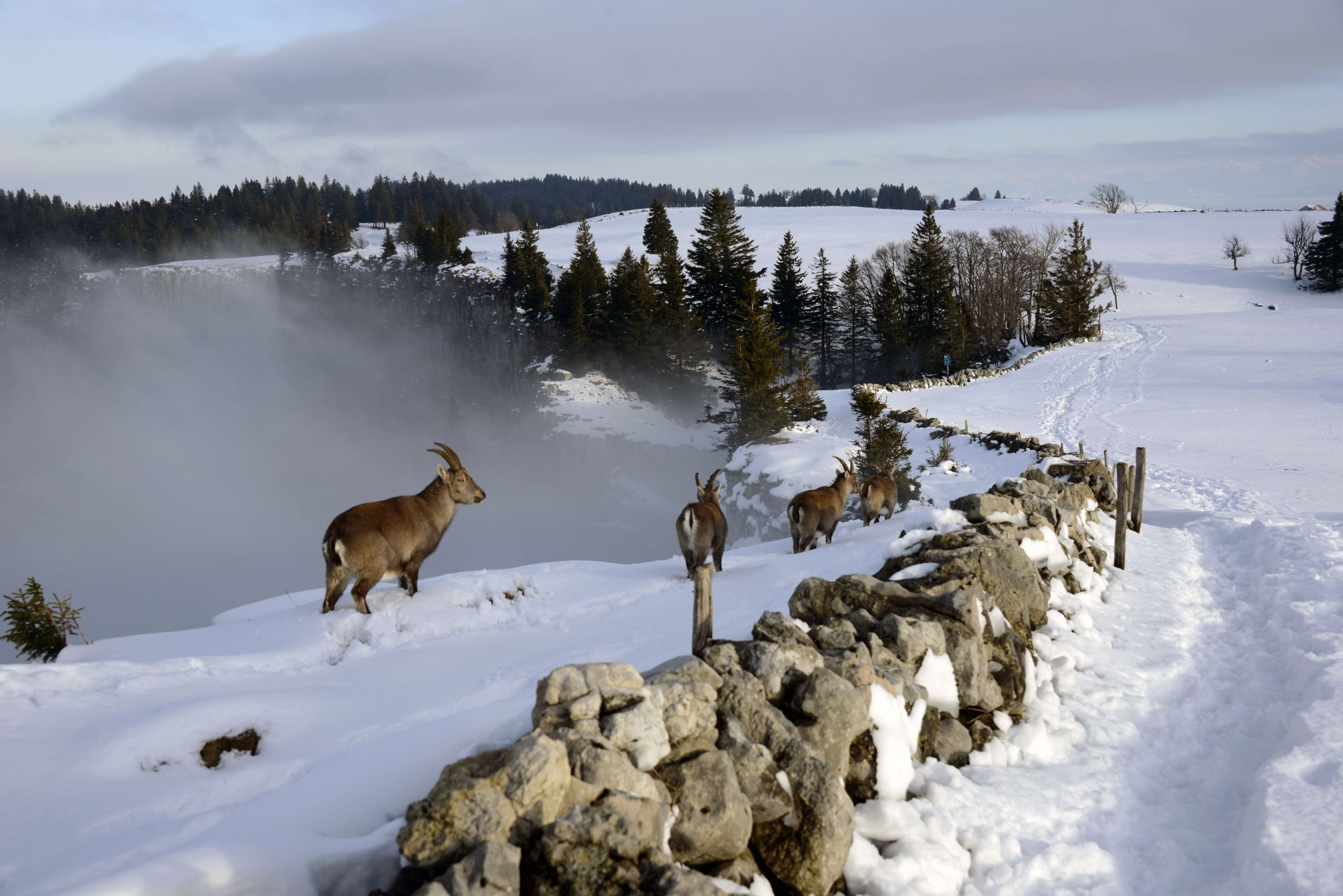 Fonds d'cran Animaux Bouquetins 