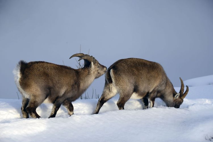 Wallpapers Animals Ibex Wallpaper N365898