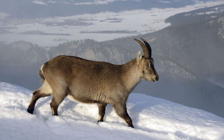 Wallpapers Animals Ibex Wallpaper N365900