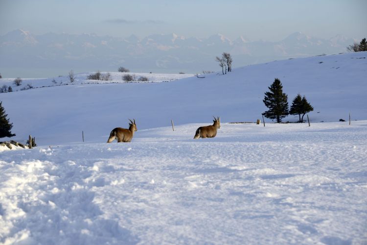 Wallpapers Animals Ibex Bouquetins