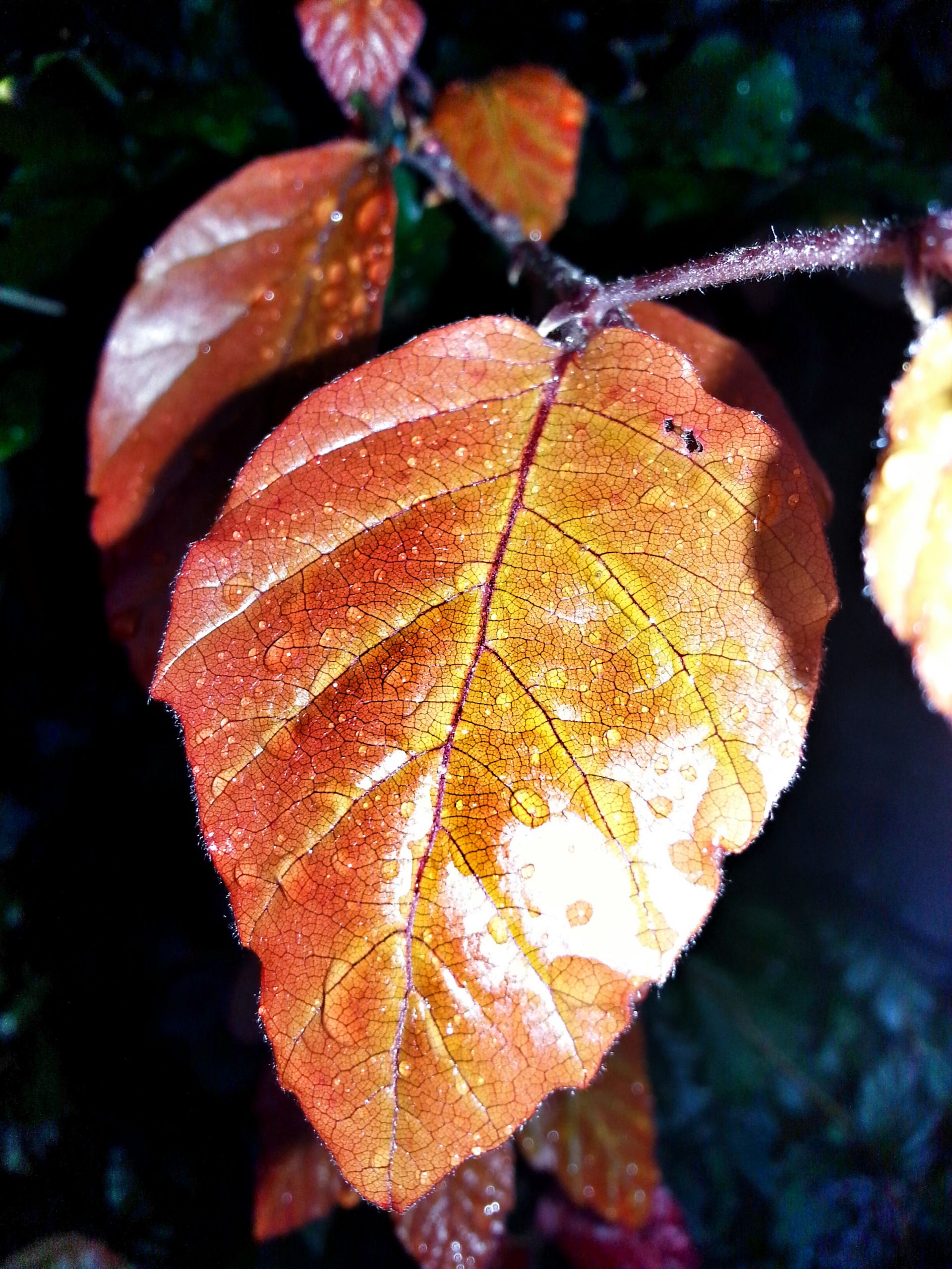 Wallpapers Nature Leaves - Foliage Breath Of Autumn