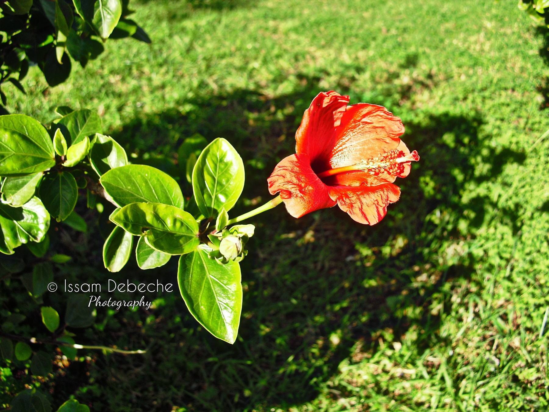 Fonds d'cran Nature Fleurs Fleur