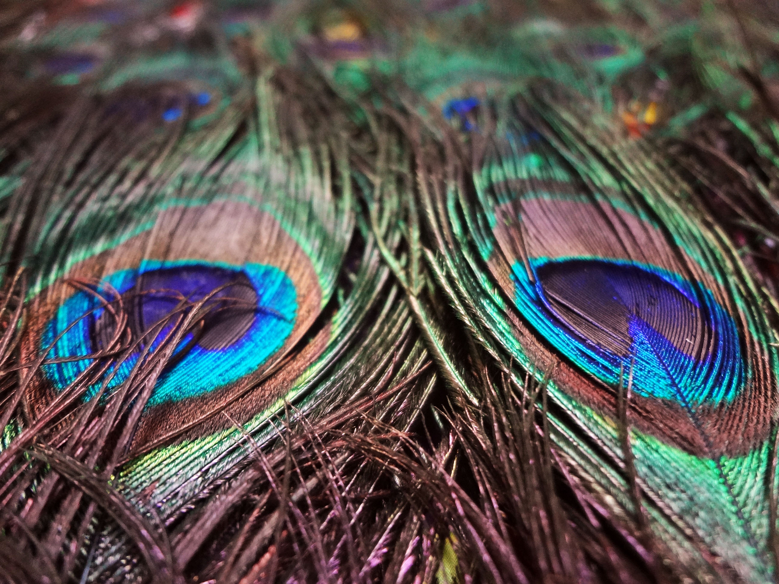 Wallpapers Animals Birds - Feathers Peacock Feather