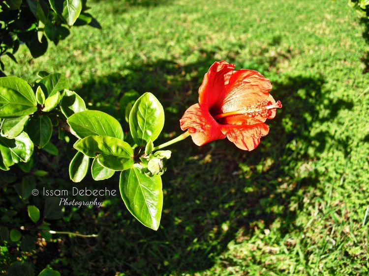 Fonds d'cran Nature Fleurs Fleur