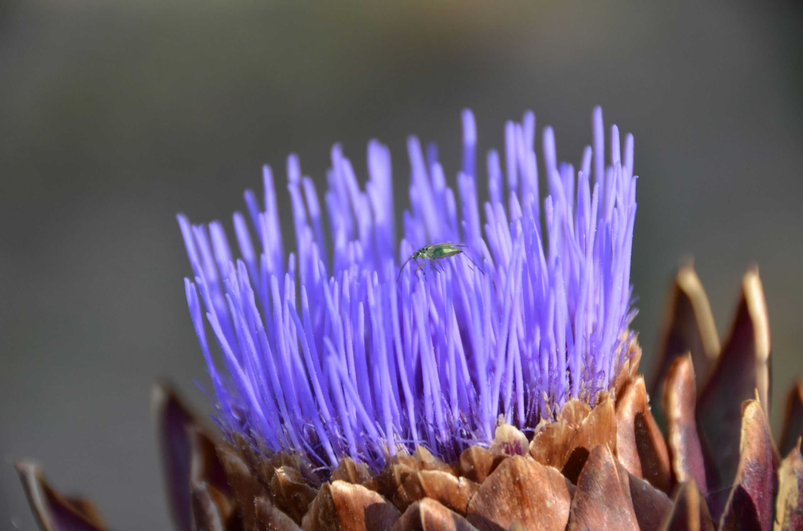 Fonds d'cran Animaux Insectes - Divers 