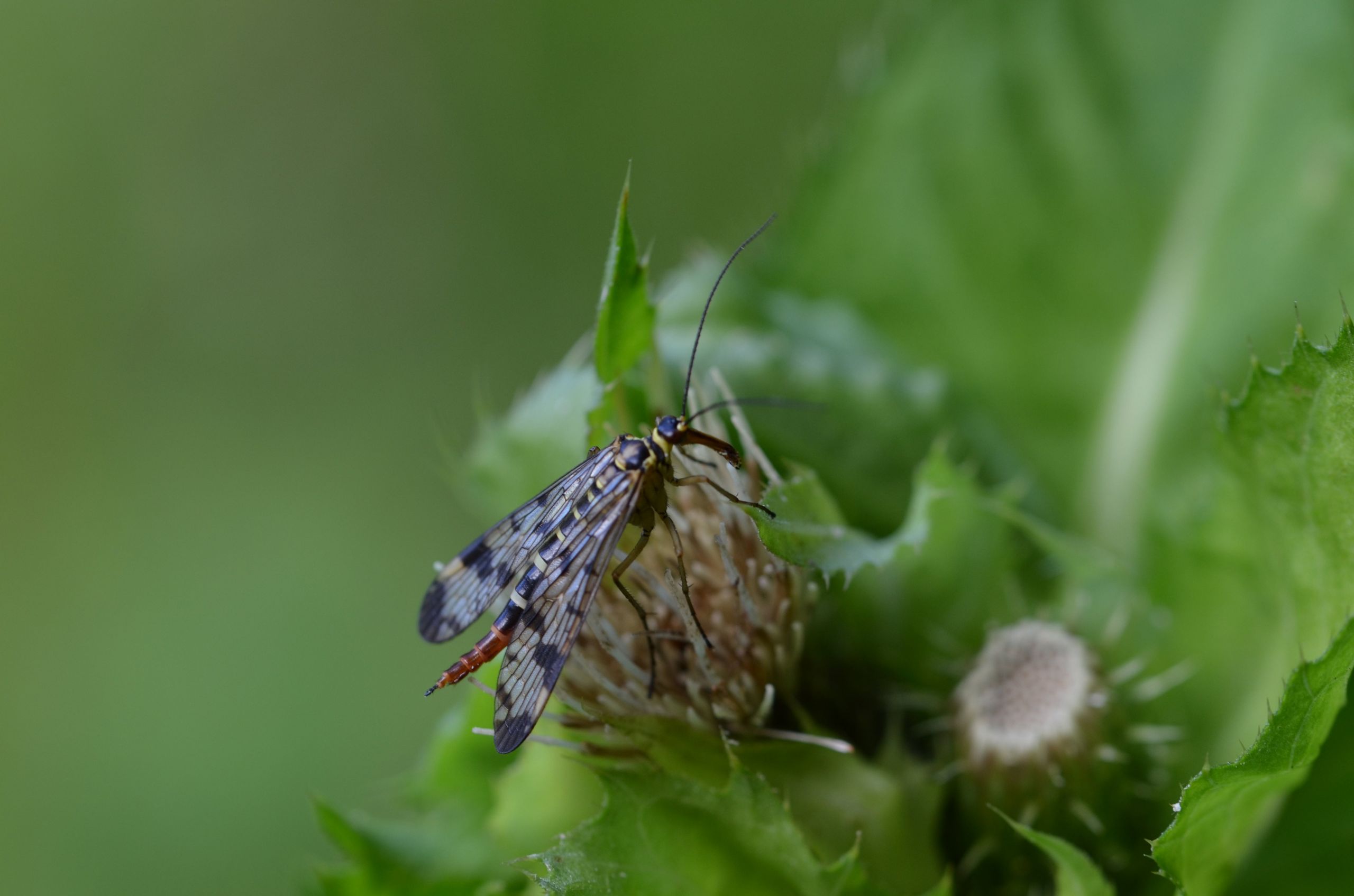 Fonds d'cran Animaux Insectes - Divers 