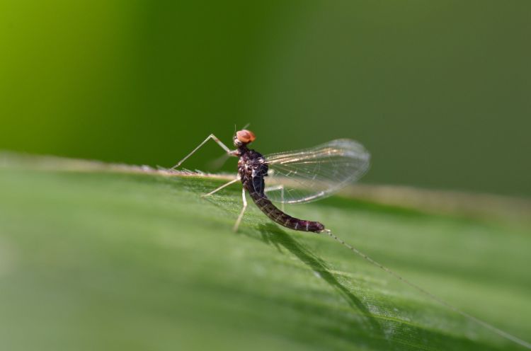 Fonds d'cran Animaux Insectes - Libellules Wallpaper N365963