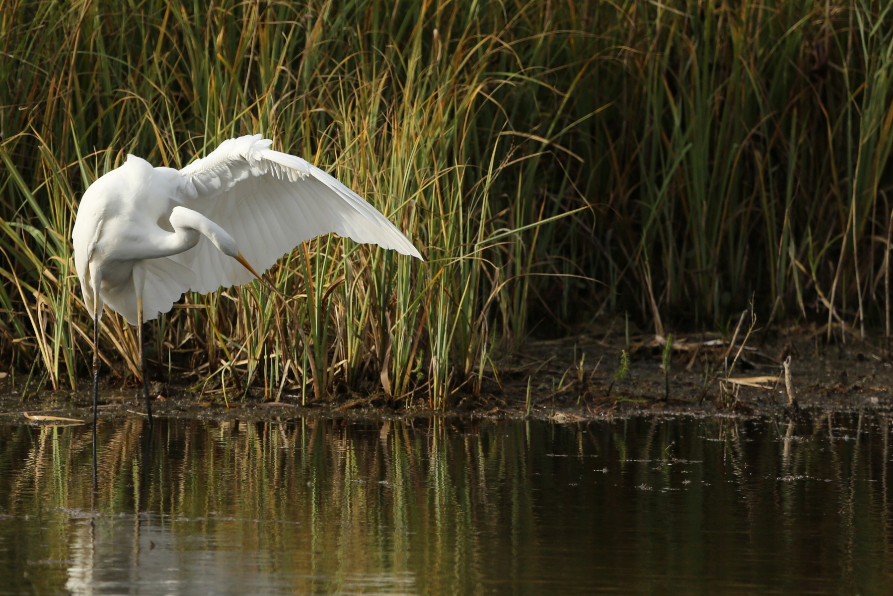 Fonds d'cran Animaux Oiseaux - Aigrettes Grande Aigrette