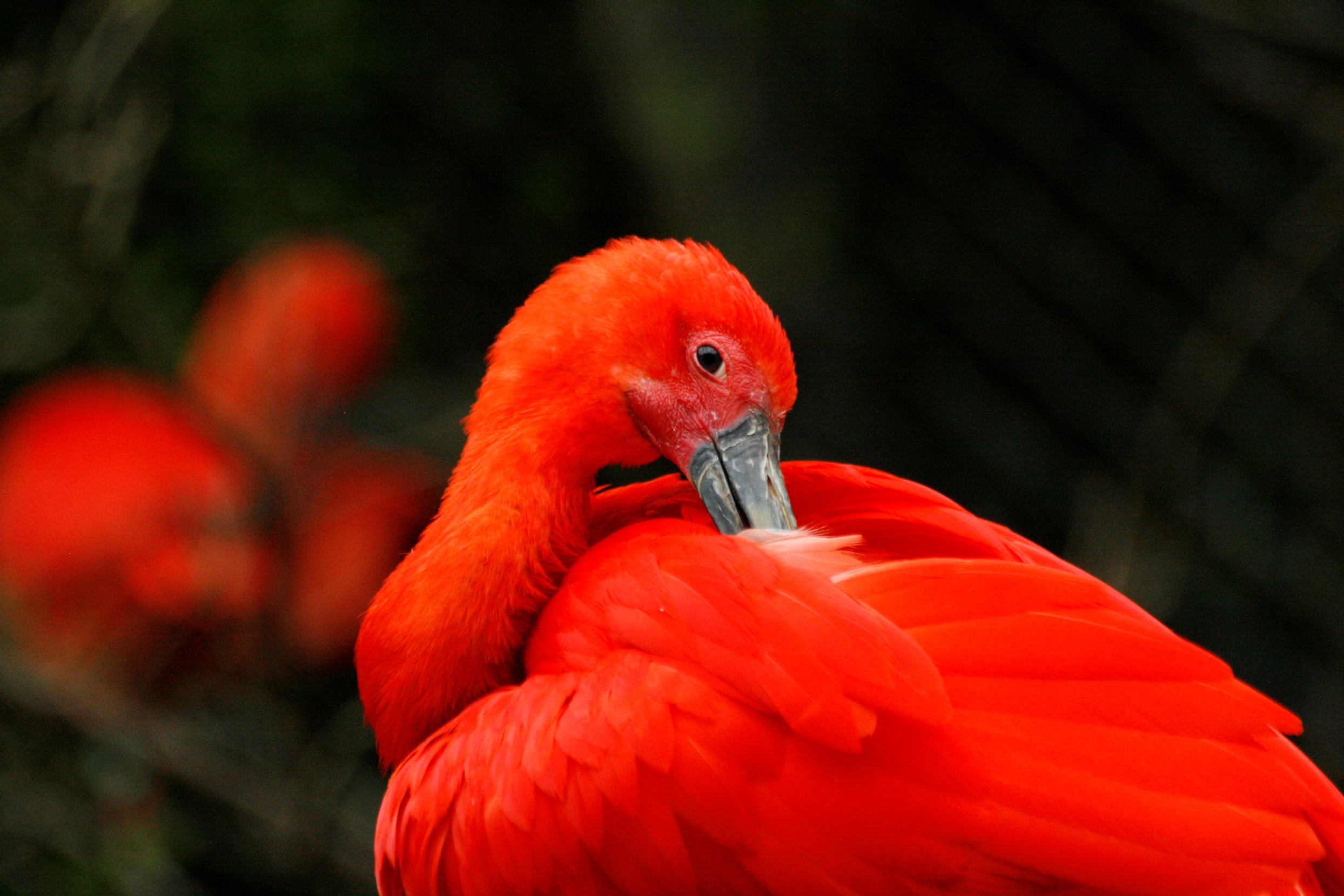 Fonds d'cran Animaux Oiseaux - Divers 