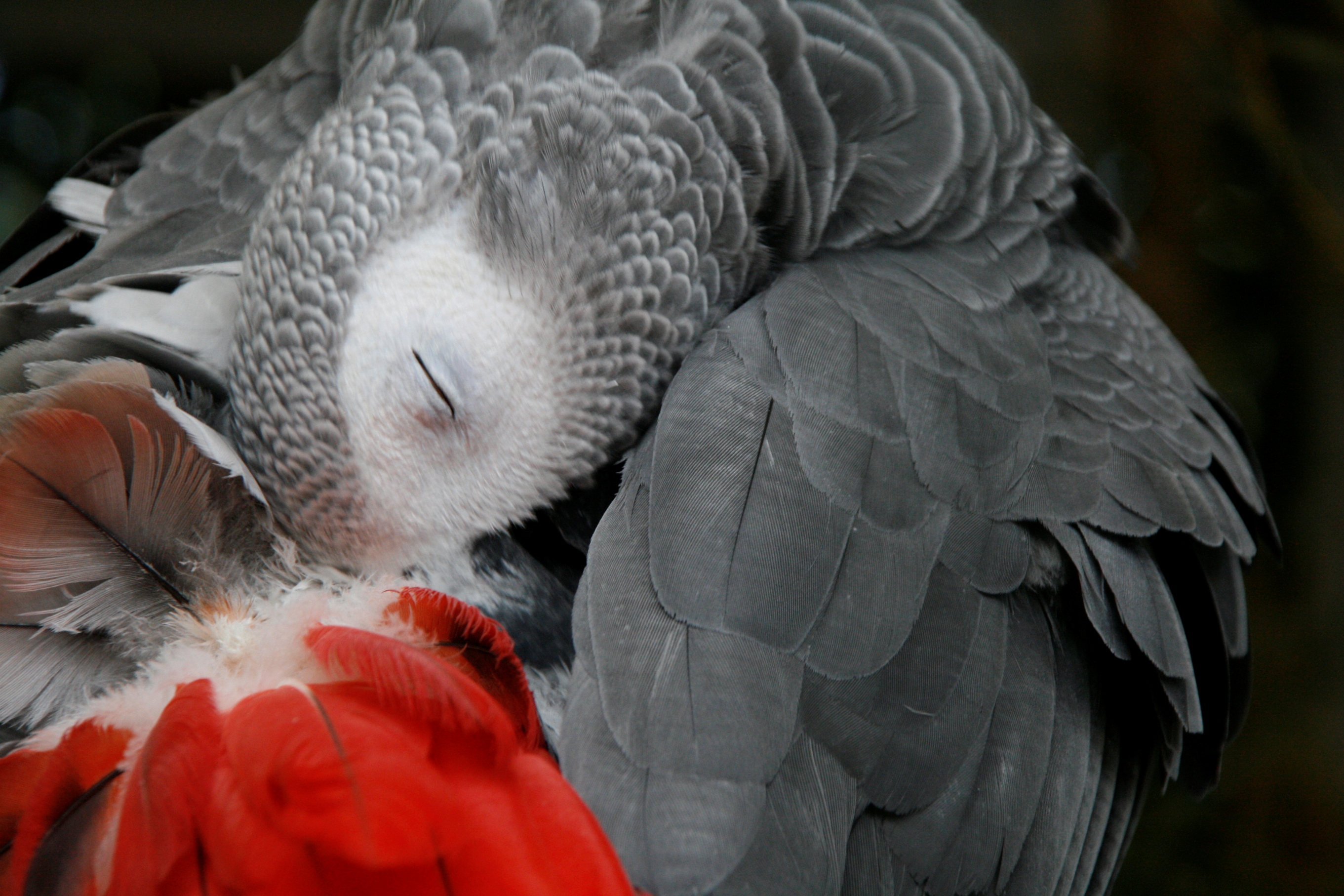 Fonds d'cran Animaux Oiseaux - Divers 