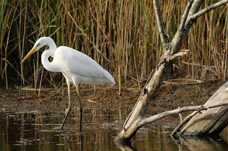 Wallpapers Animals Birds - Egrets Grande Aigrette