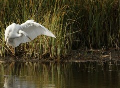  Animals Grande Aigrette