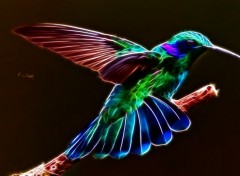  Digital Art Colibri Fractale 