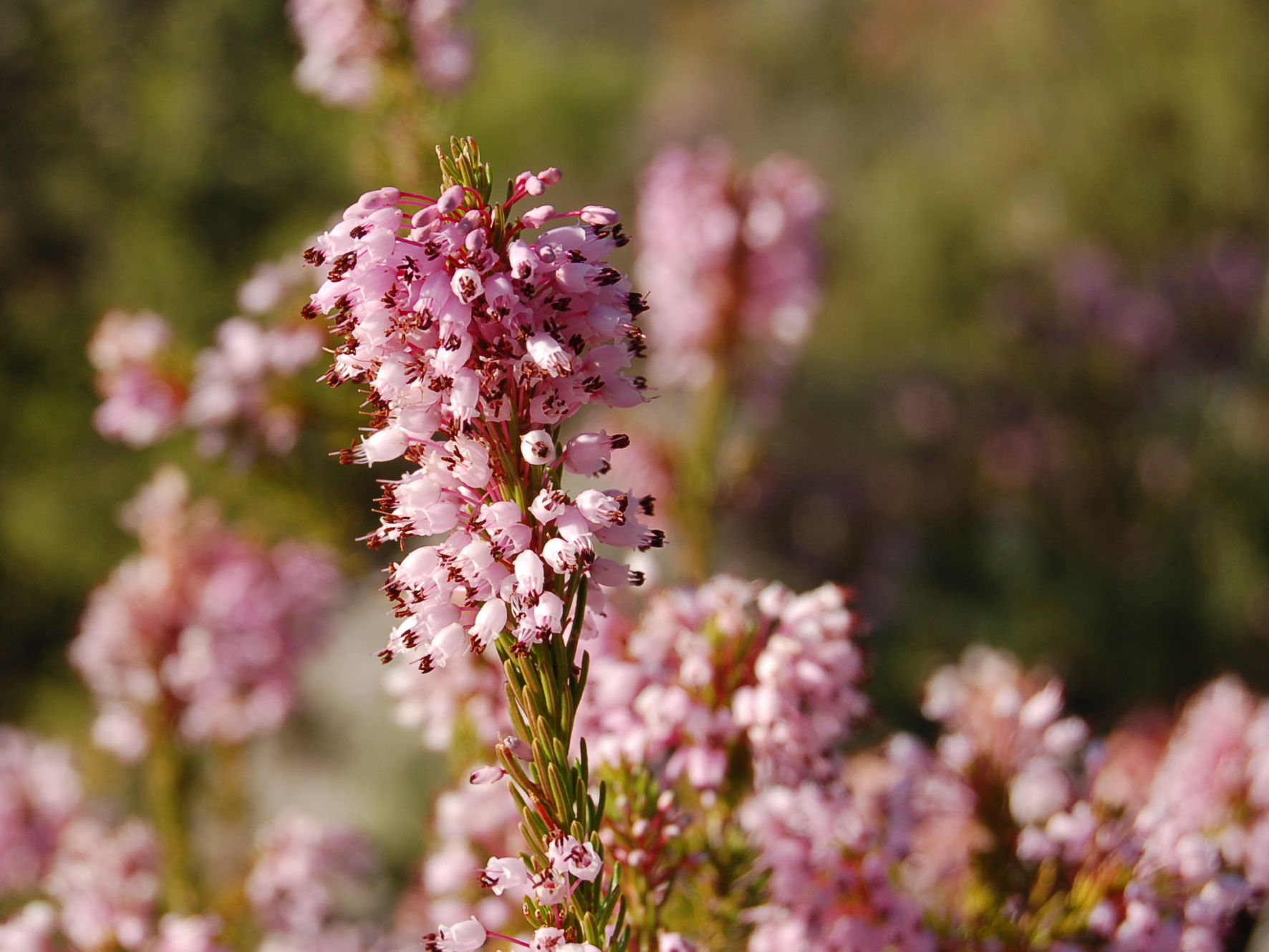 Wallpapers Nature Flowers 