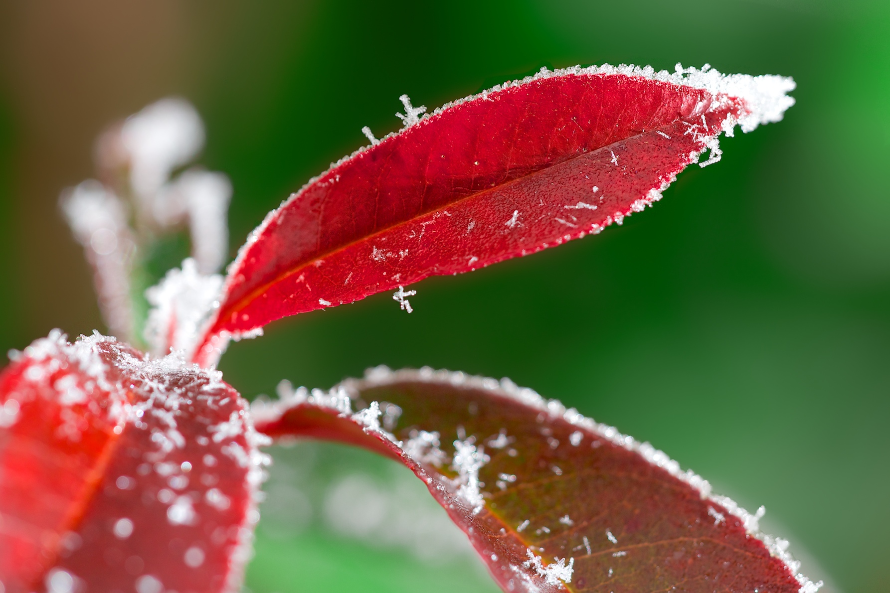 Fonds d'cran Nature Feuilles - Feuillages Ambiance d'hiver