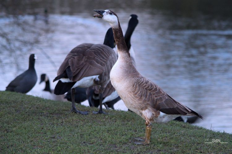 Fonds d'cran Animaux Oiseaux - Oies Oies sauvages