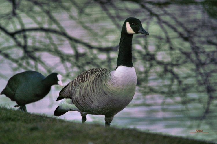 Fonds d'cran Animaux Oiseaux - Oies Oies sauvages