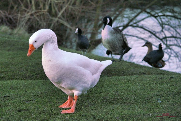 Fonds d'cran Animaux Oiseaux - Oies Oies sauvages