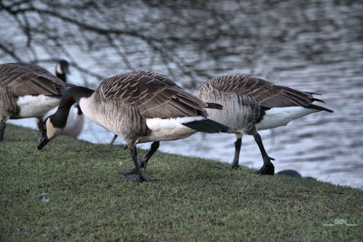 Fonds d'cran Animaux Oiseaux - Oies Oies sauvages