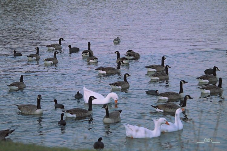 Fonds d'cran Animaux Oiseaux - Oies Oies sauvages