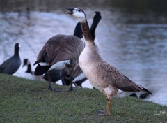  Animaux Oies sauvages