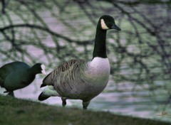  Animaux Oies sauvages