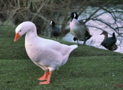  Animaux Oies sauvages