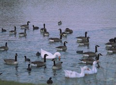  Animaux Oies sauvages