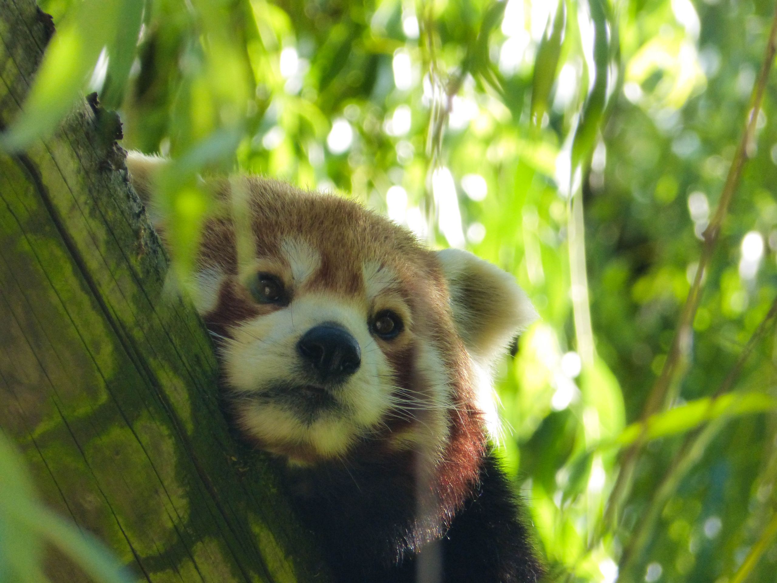 Fonds d'cran Animaux Pandas roux panda roux 