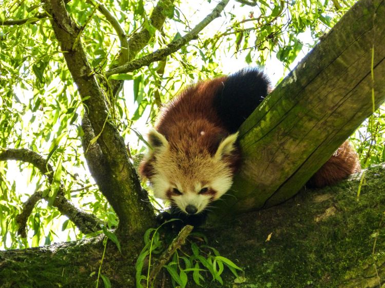 Wallpapers Animals Red pandas panda roux 