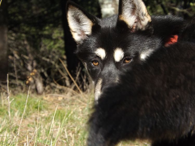 Fonds d'cran Animaux Chiens Huskie