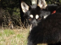  Animaux Huskie