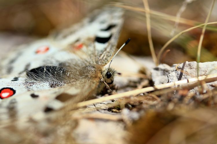 Wallpapers Animals Insects - Butterflies Parnassius apollo