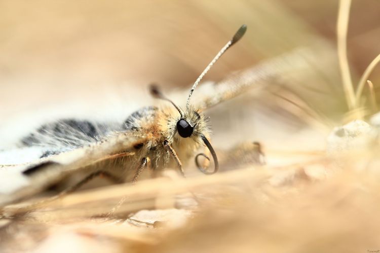 Wallpapers Animals Insects - Butterflies Parnassius apollo