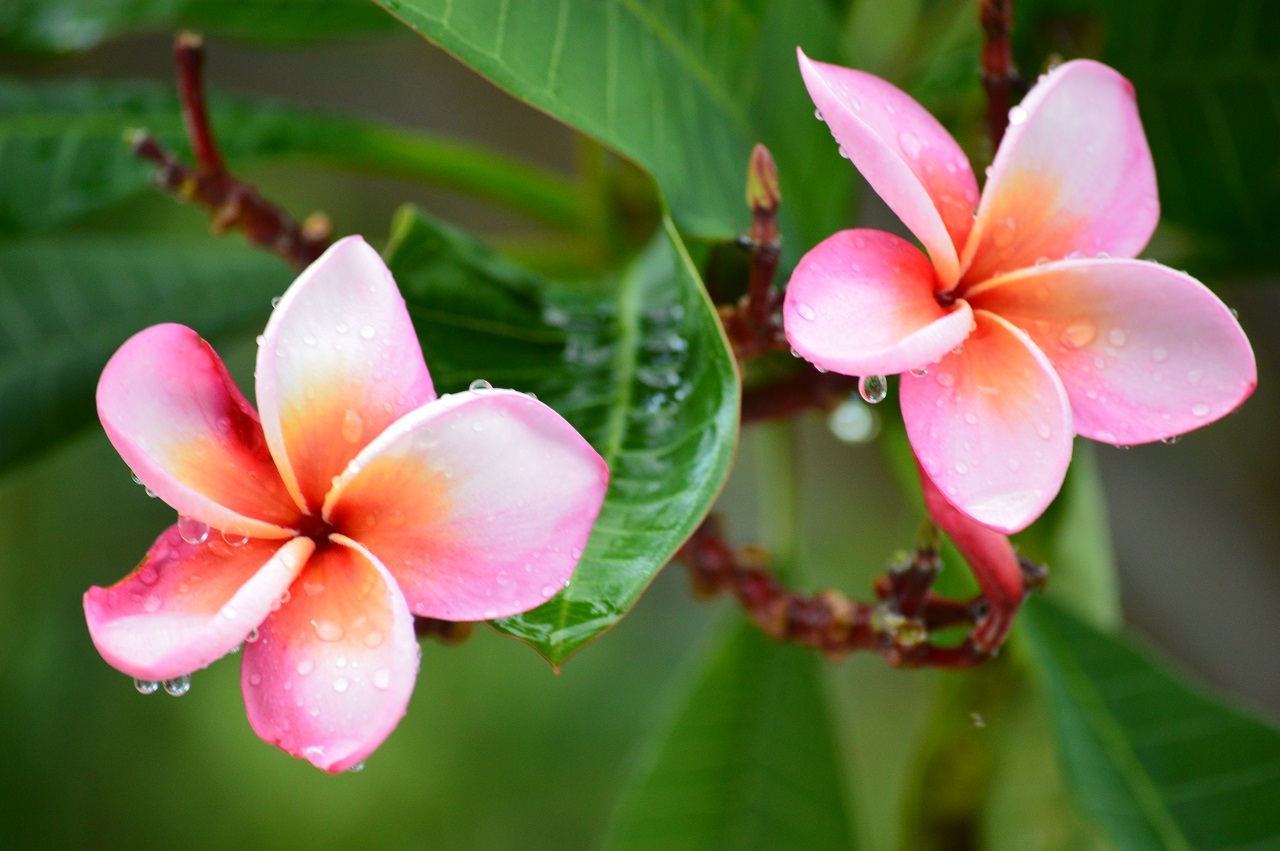 Fonds d'cran Nature Fleurs 