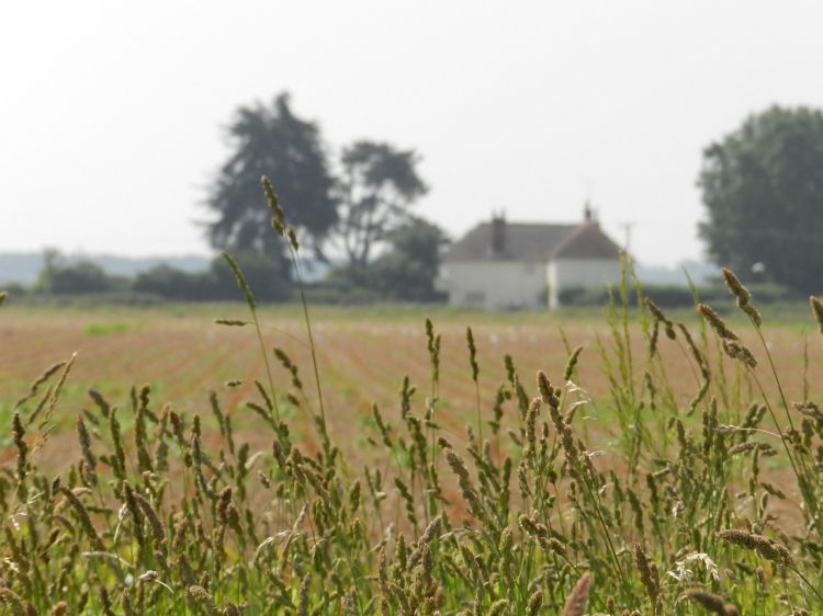 Wallpapers Nature Herbs Campagne Anglaise.