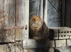  Animals Chat sur la fentre