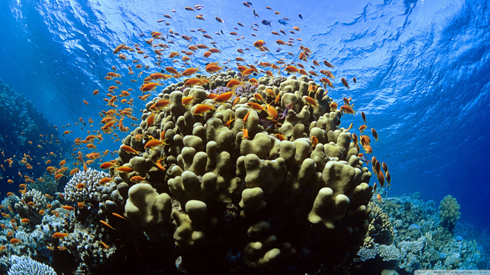 Fonds d'cran Animaux Vie marine - Poissons 