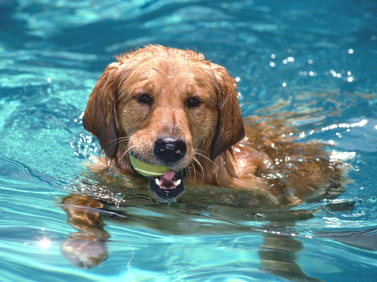 Fonds d'cran Animaux Chiens 