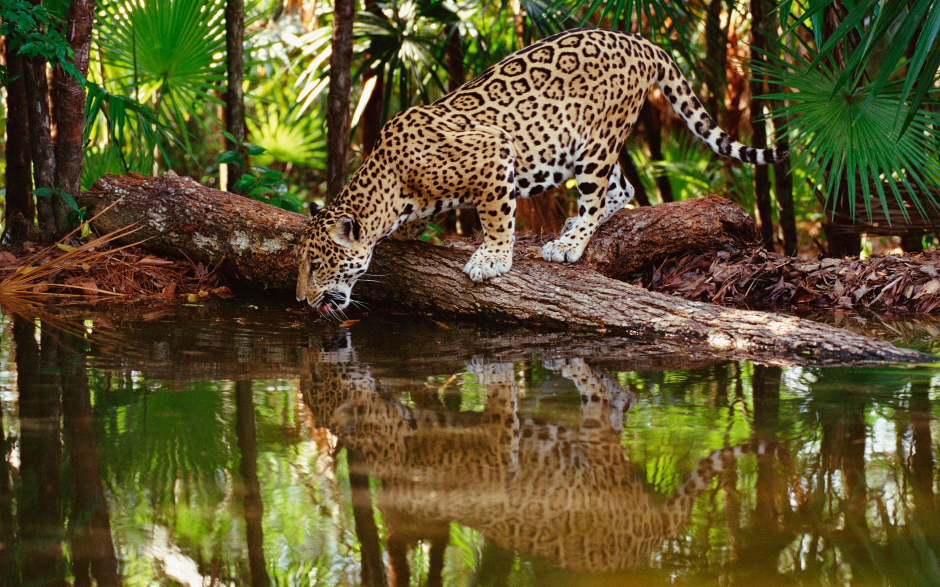 Wallpapers Animals Felines - Leopards 