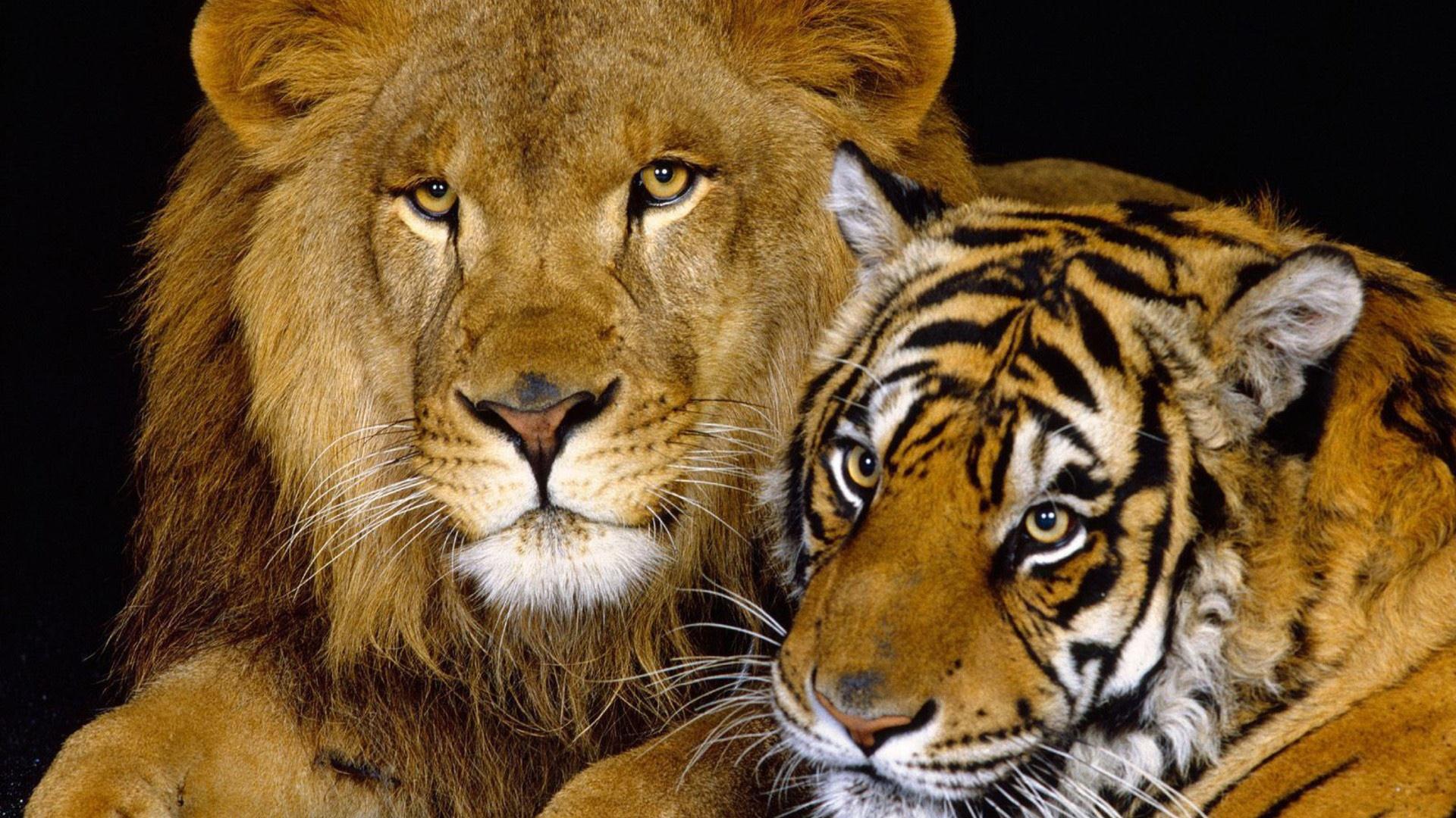 Wallpapers Animals Felines - Lions 