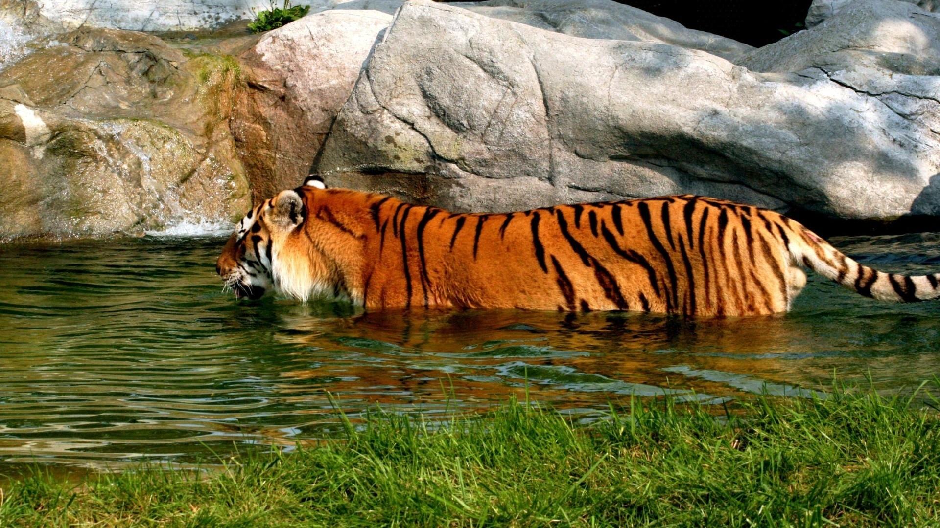 Fonds d'cran Animaux Flins - Tigres 