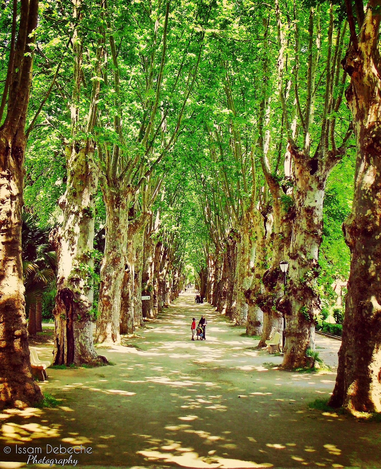 Fonds d'cran Nature Arbres - Forts tonnelle 