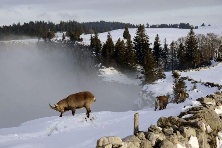 Wallpapers Animals Ibex Bouquetins au Creux de Van