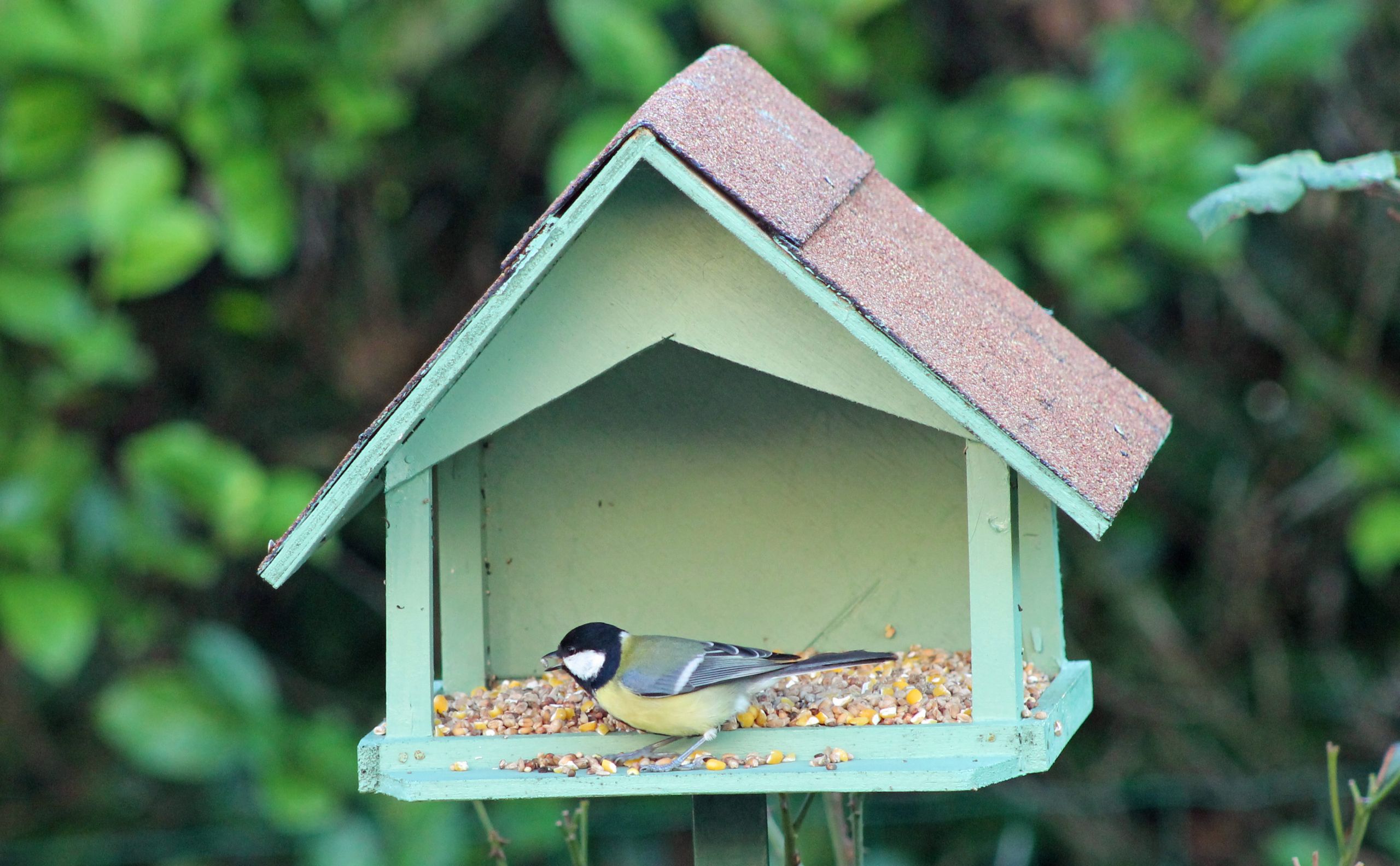 Wallpapers Animals Birds - Chickadees mésanges