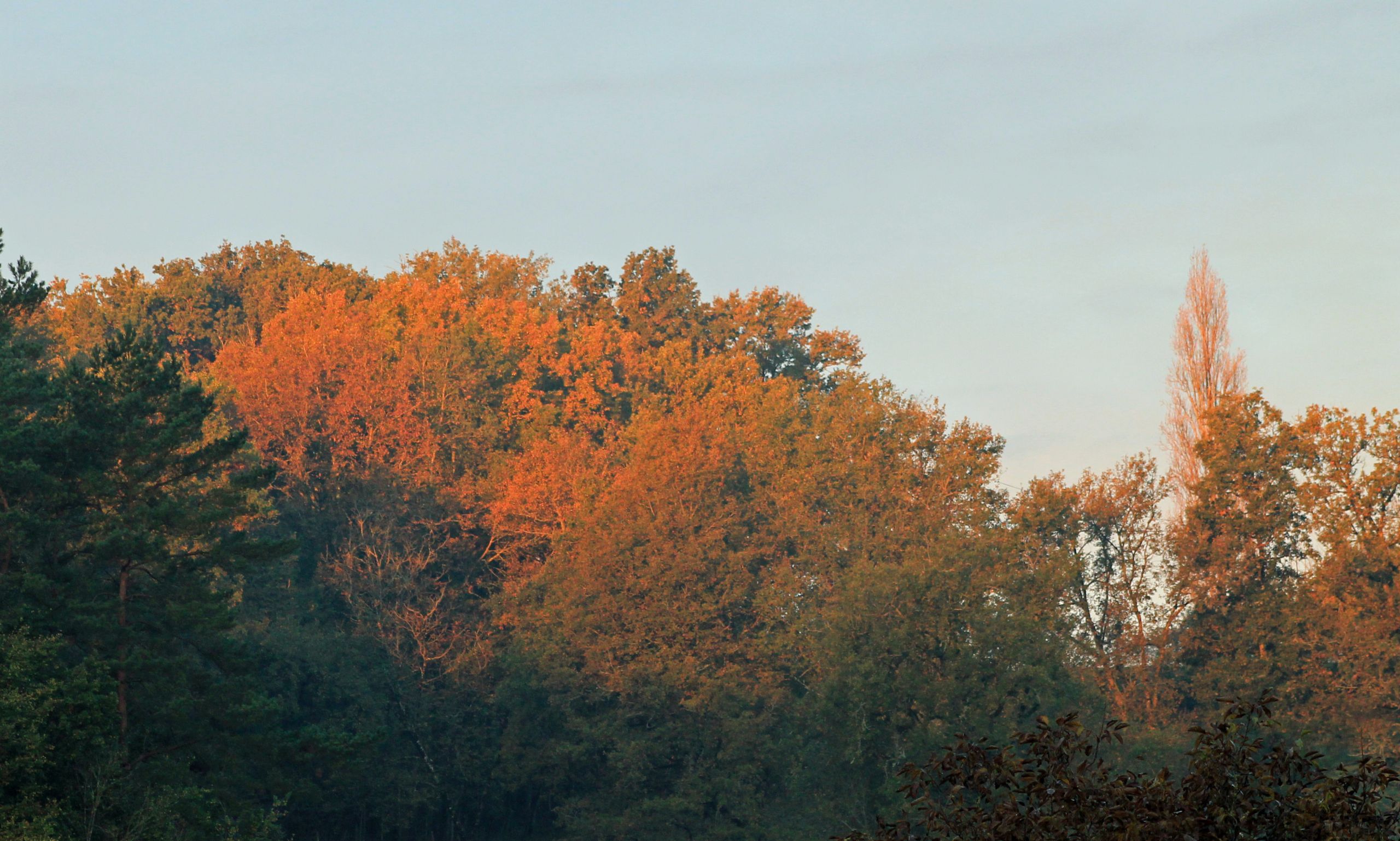 Wallpapers Nature Trees - Forests 