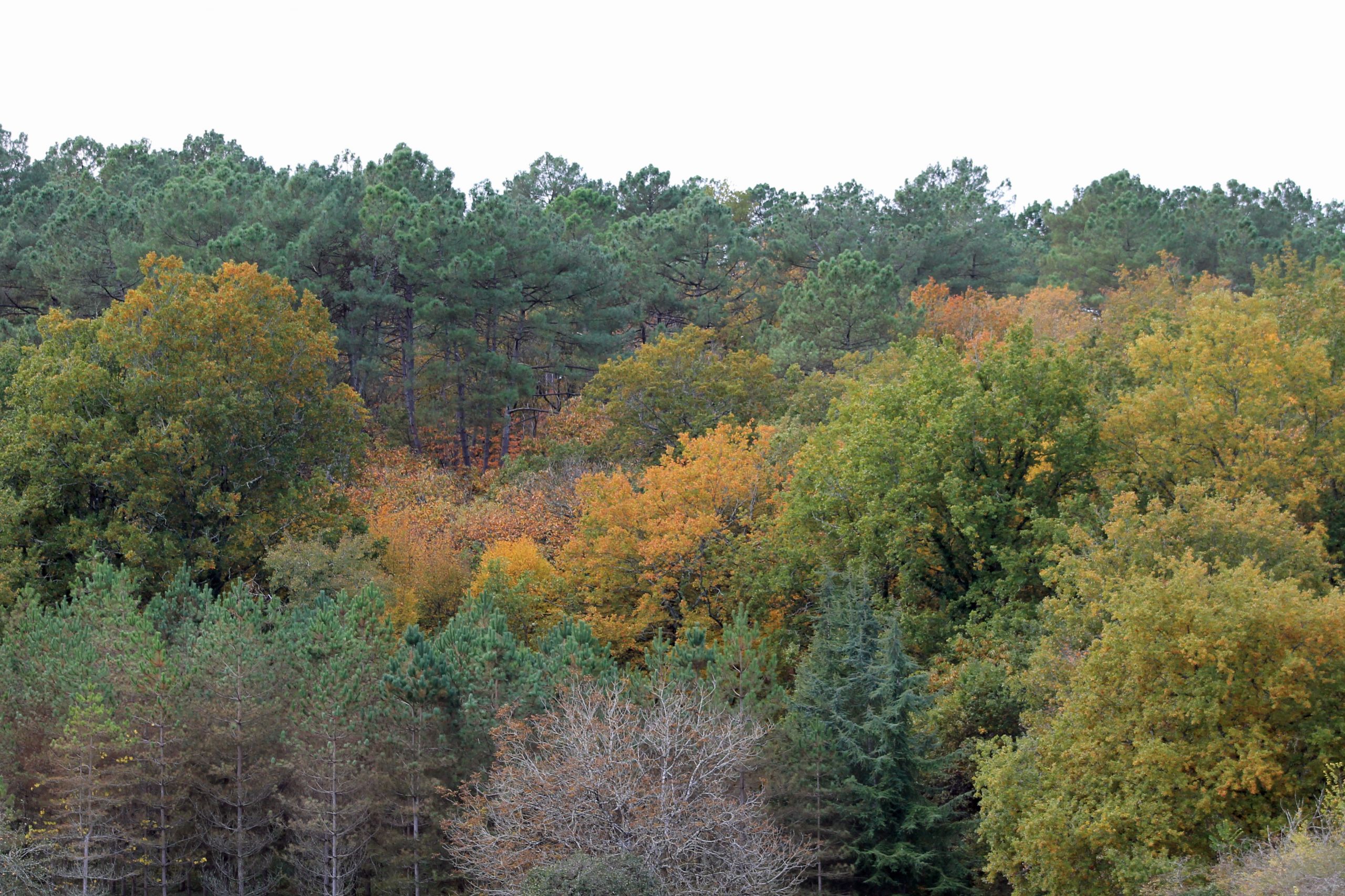 Fonds d'cran Nature Arbres - Forts 