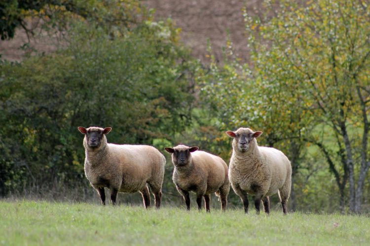 Fonds d'cran Animaux Moutons - Mouflons Wallpaper N366838